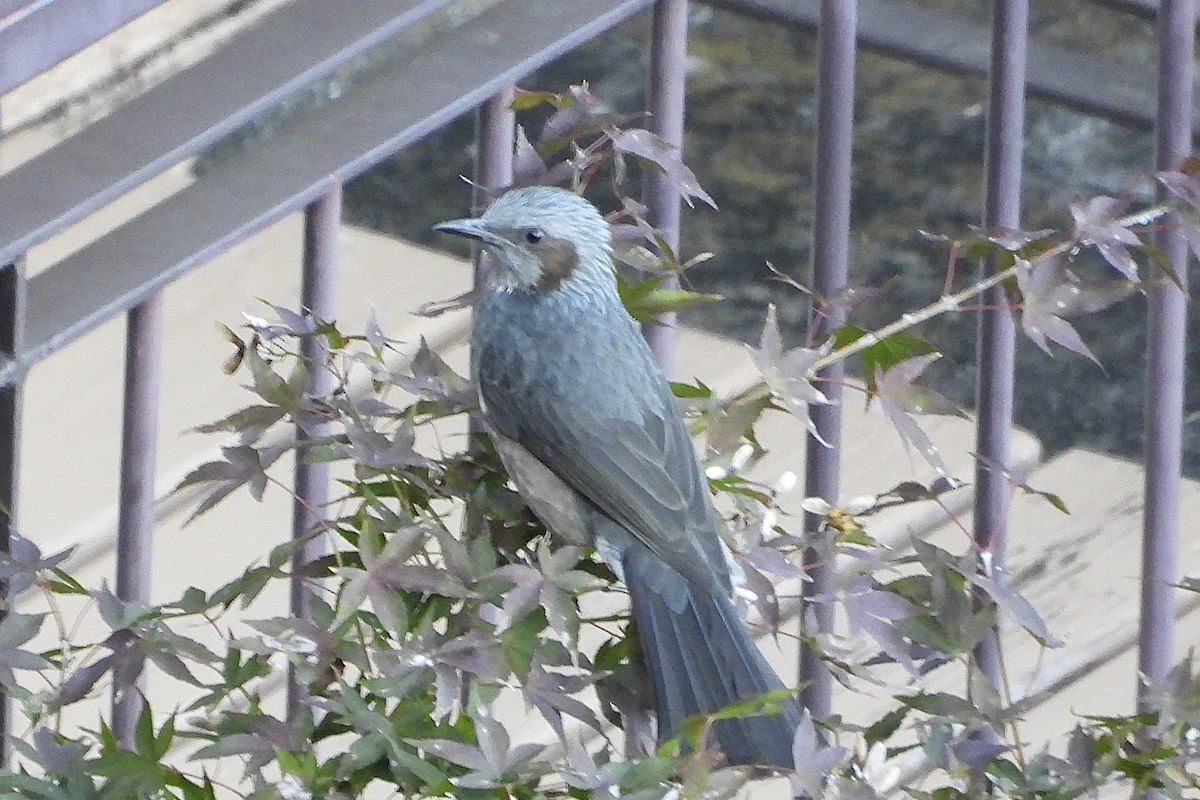 Brown-eared Bulbul - ML645946117
