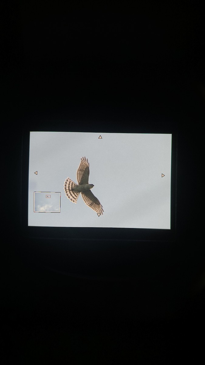 Japanese Sparrowhawk - ML645946124