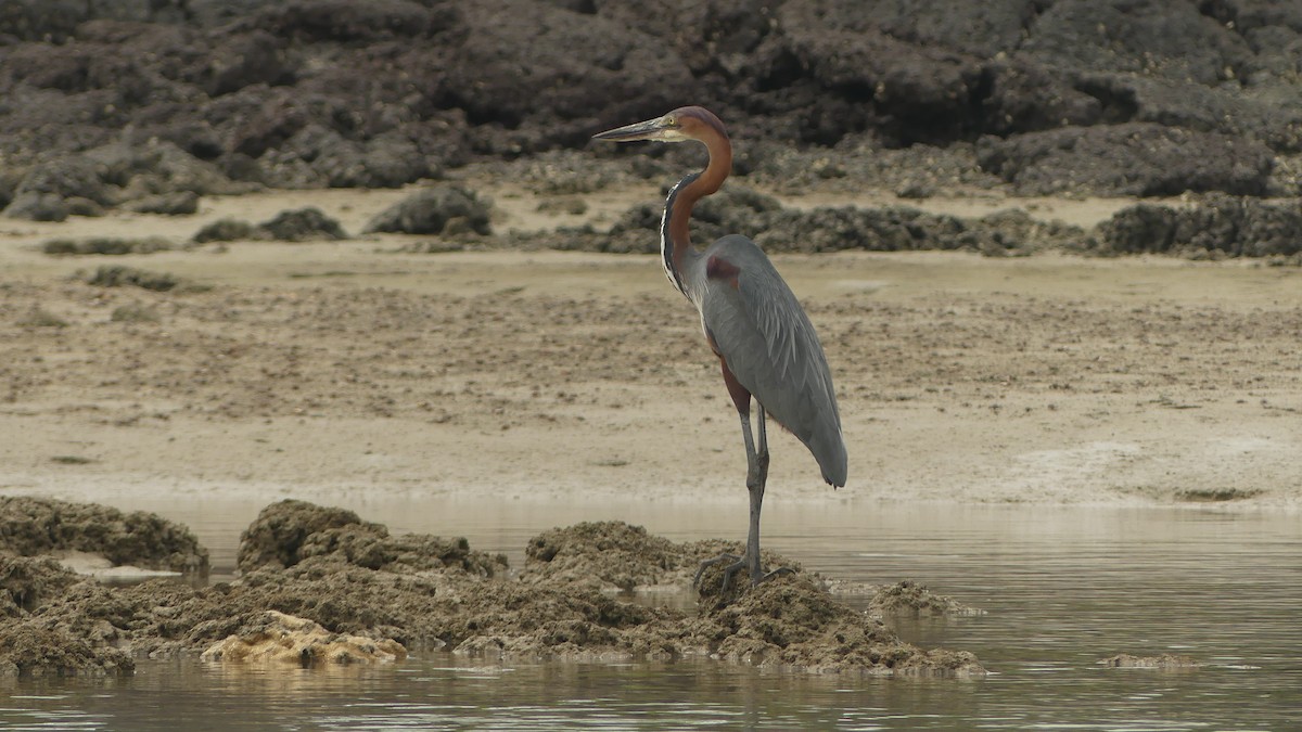 Goliath Heron - ML645946129