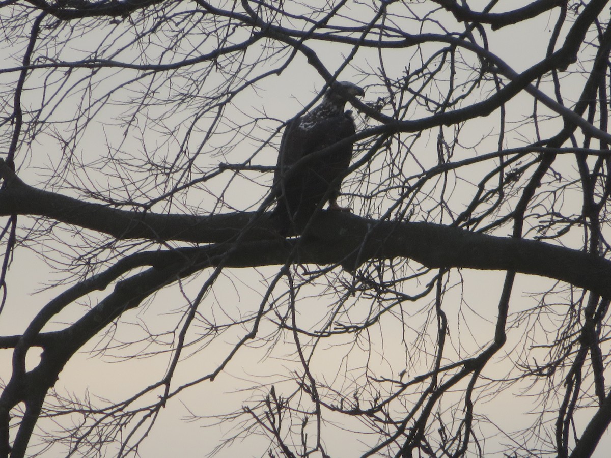 Bald Eagle - ML645946130