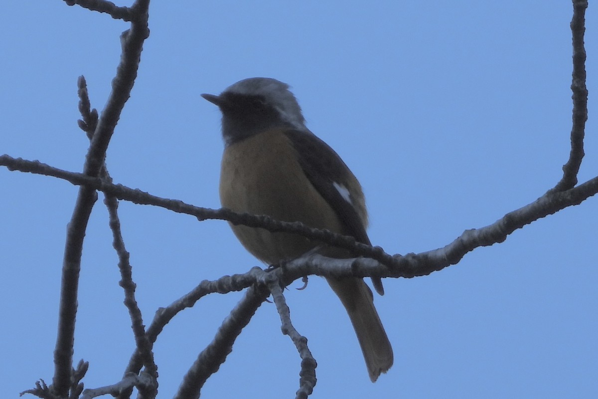 Daurian Redstart - ML645946132