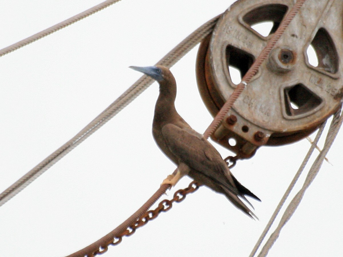 Brown Booby - ML645946134