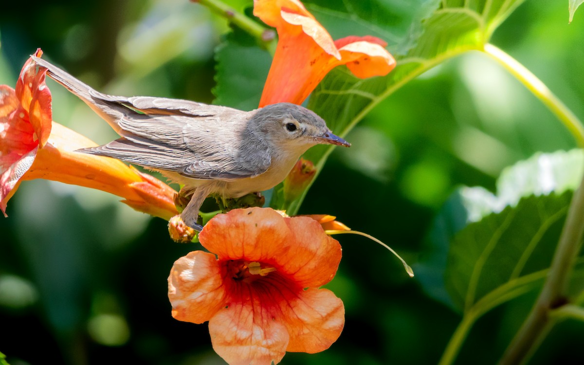 Eastern Olivaceous Warbler - ML645946137