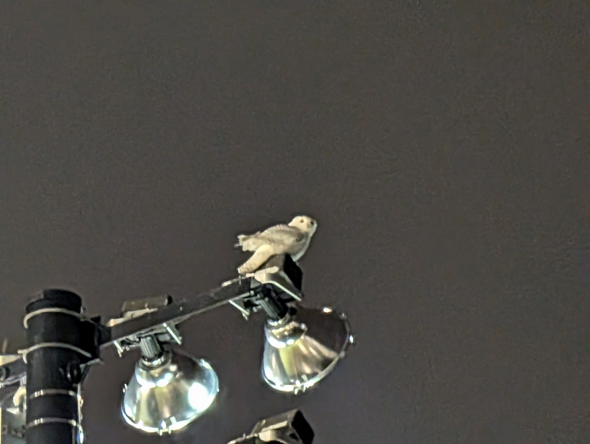 Snowy Owl - ML645946139