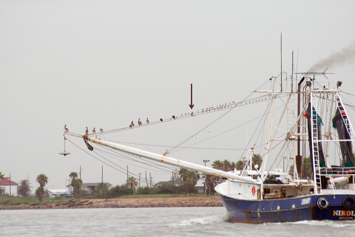 Brown Booby - ML645946140