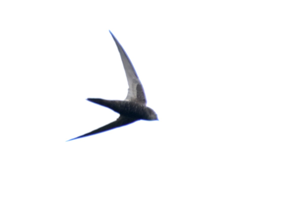 Assamsegler - ML645946143