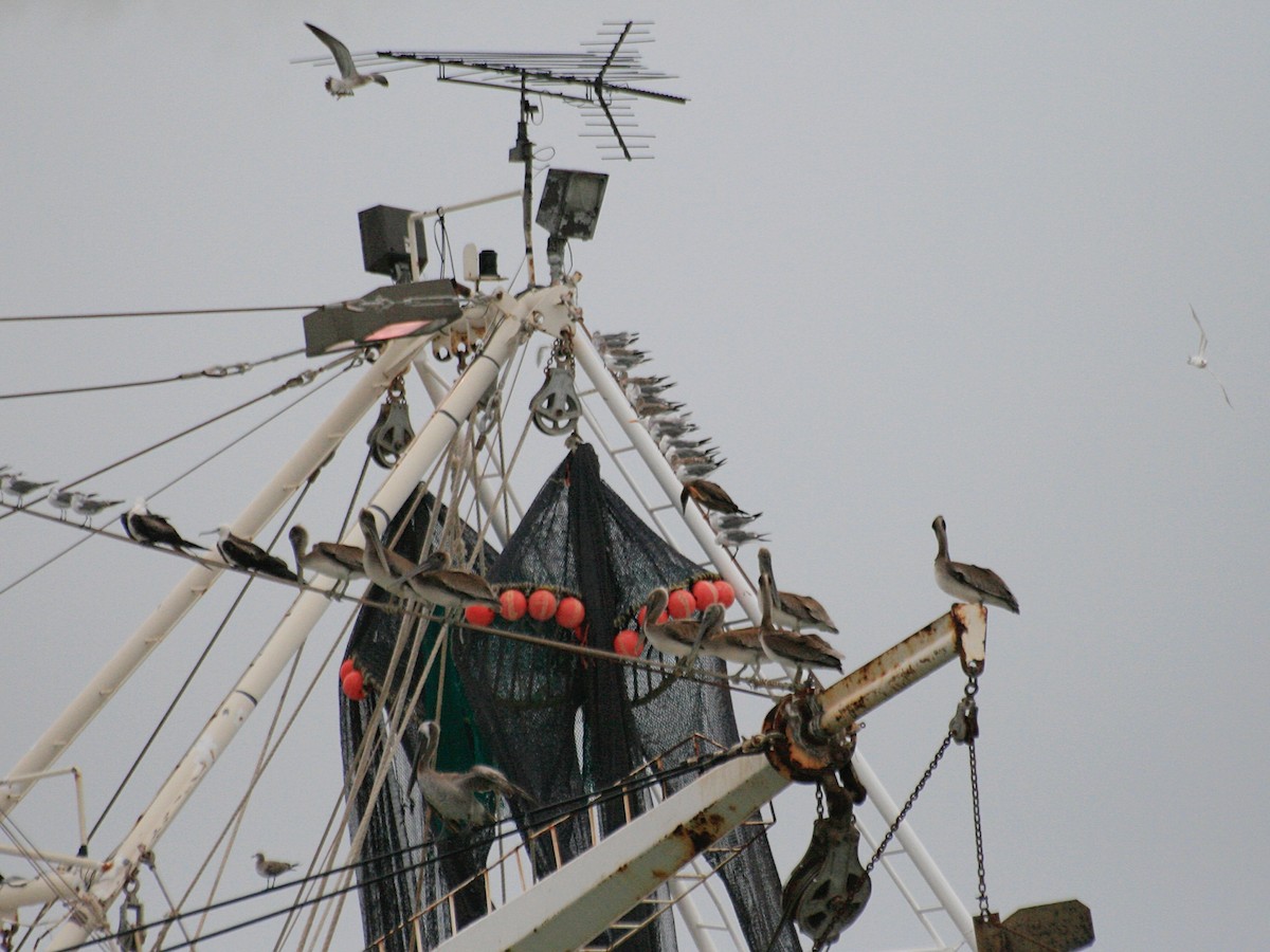Brown Booby - ML645946144
