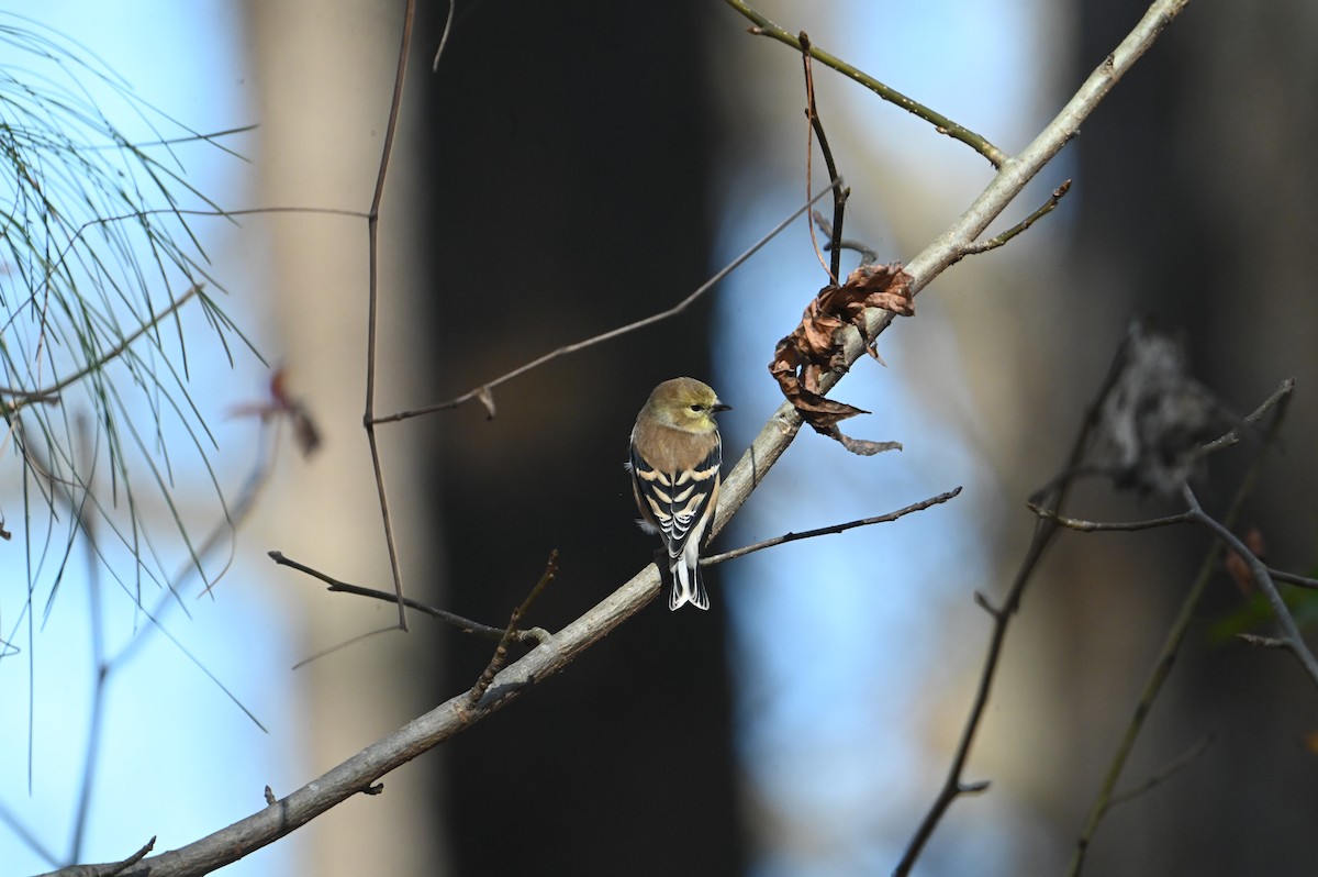 American Goldfinch - ML645946147