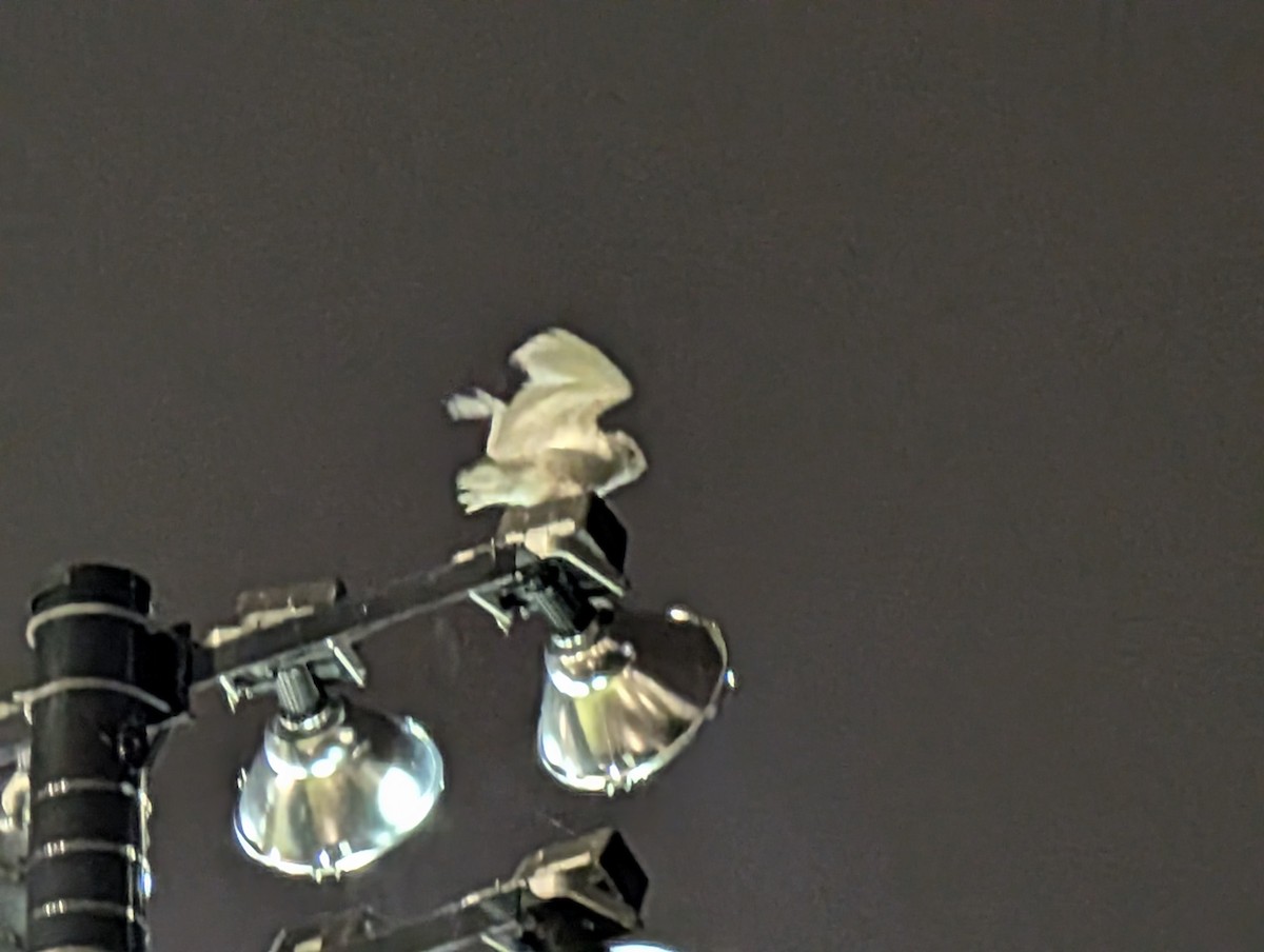 Snowy Owl - ML645946151