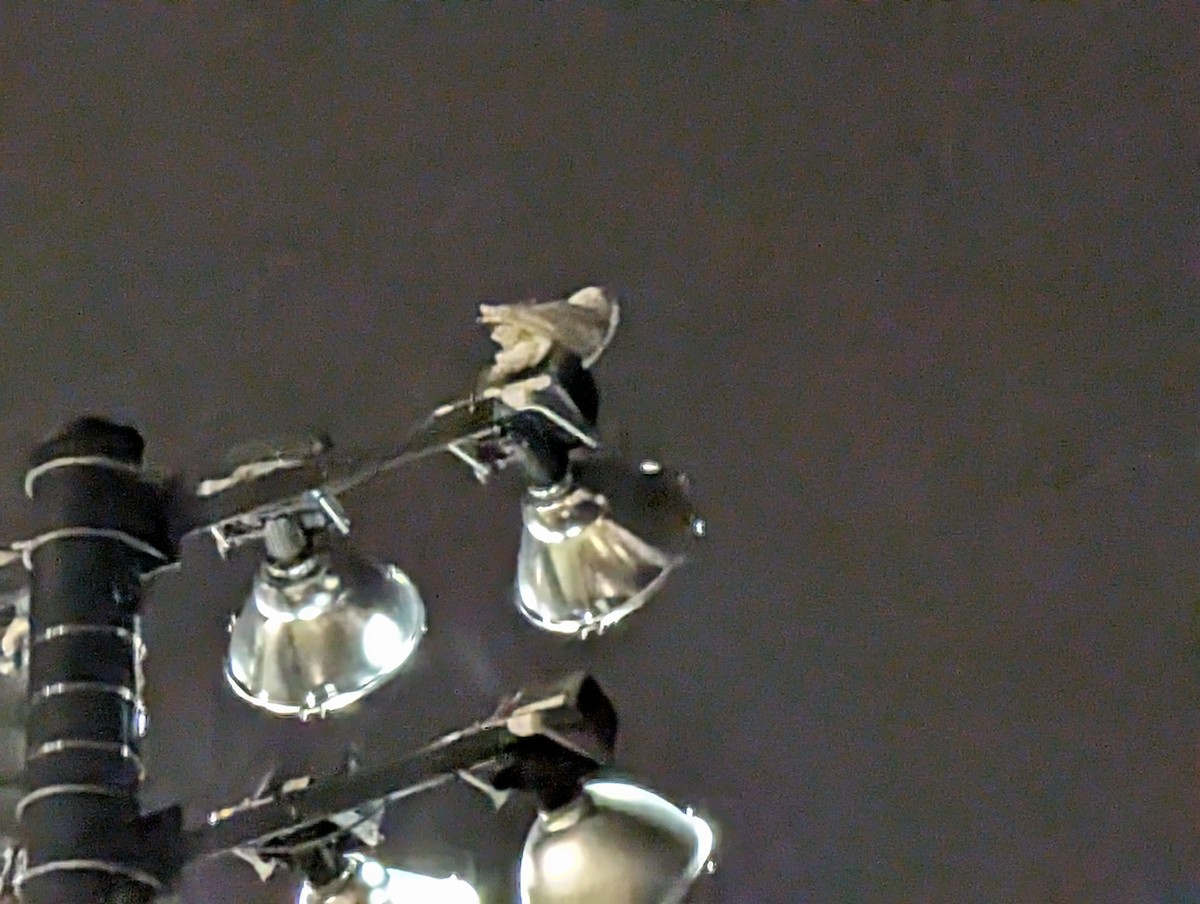 Snowy Owl - ML645946152