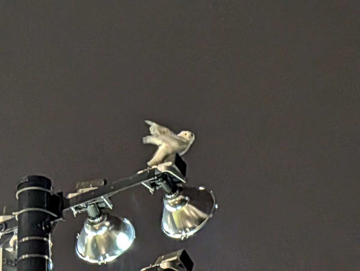 Snowy Owl - ML645946153