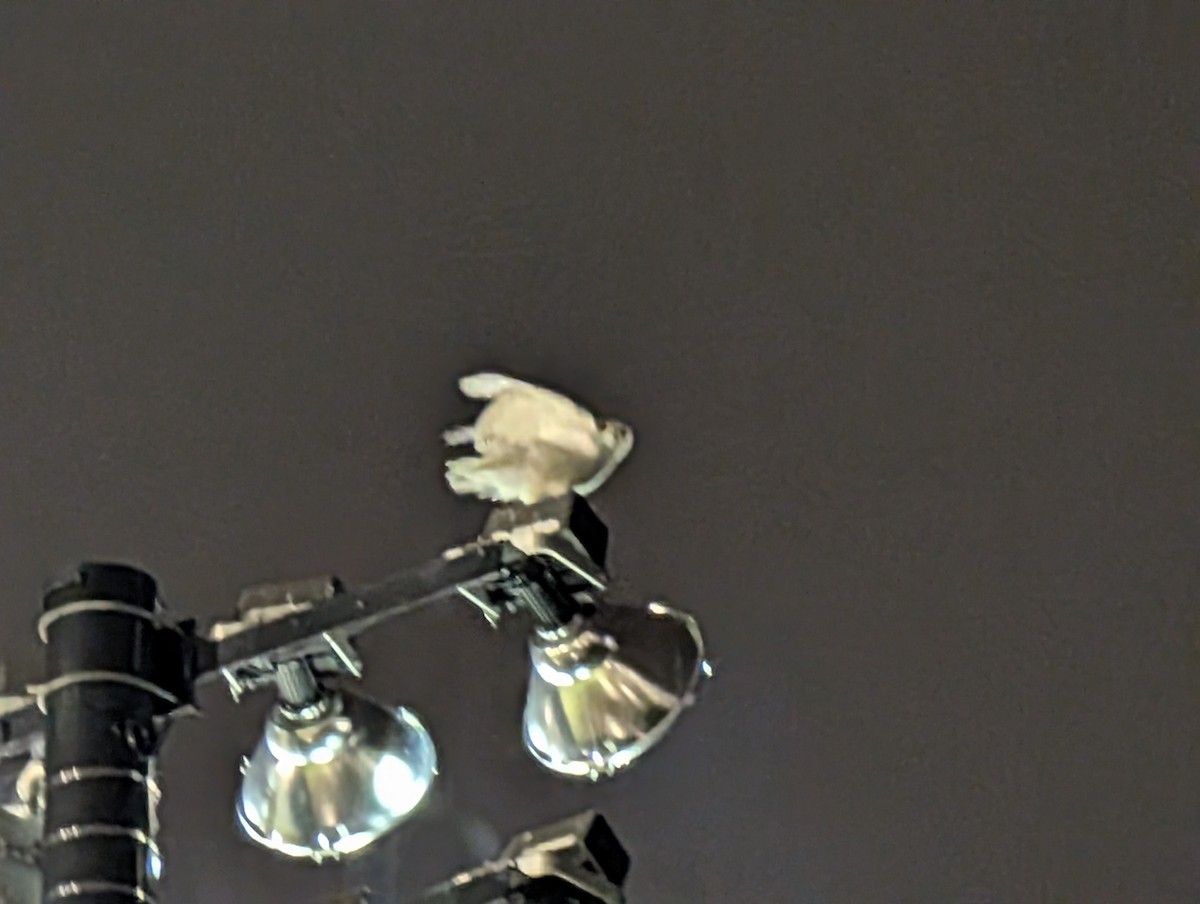 Snowy Owl - ML645946154