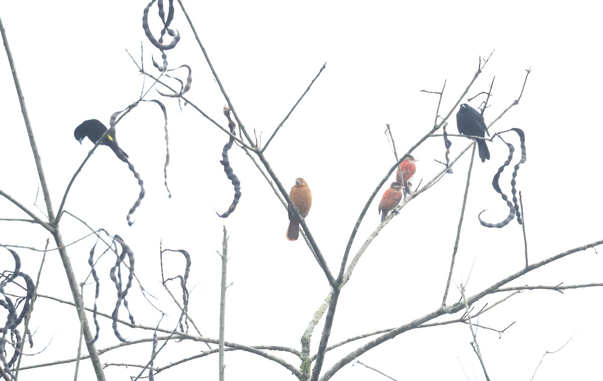 Scarlet-backed Woodpecker - ML645946155