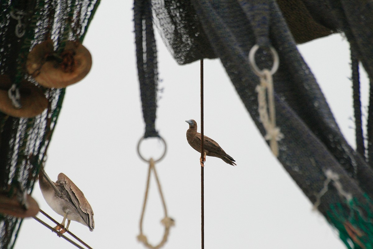 Brown Booby - ML645946156