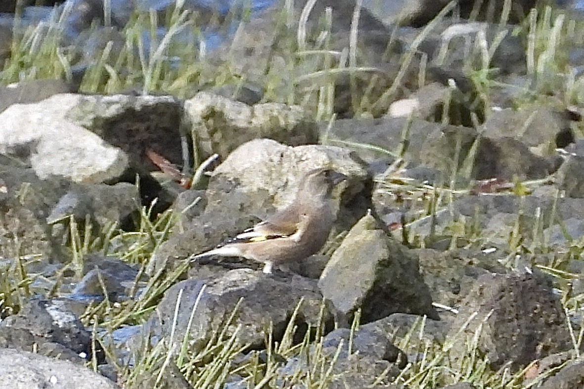 Oriental Greenfinch - ML645946157