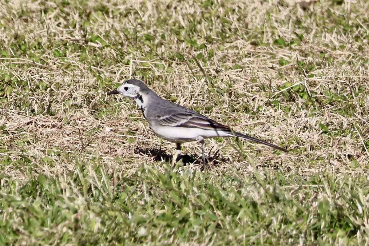 White Wagtail - ML645946159
