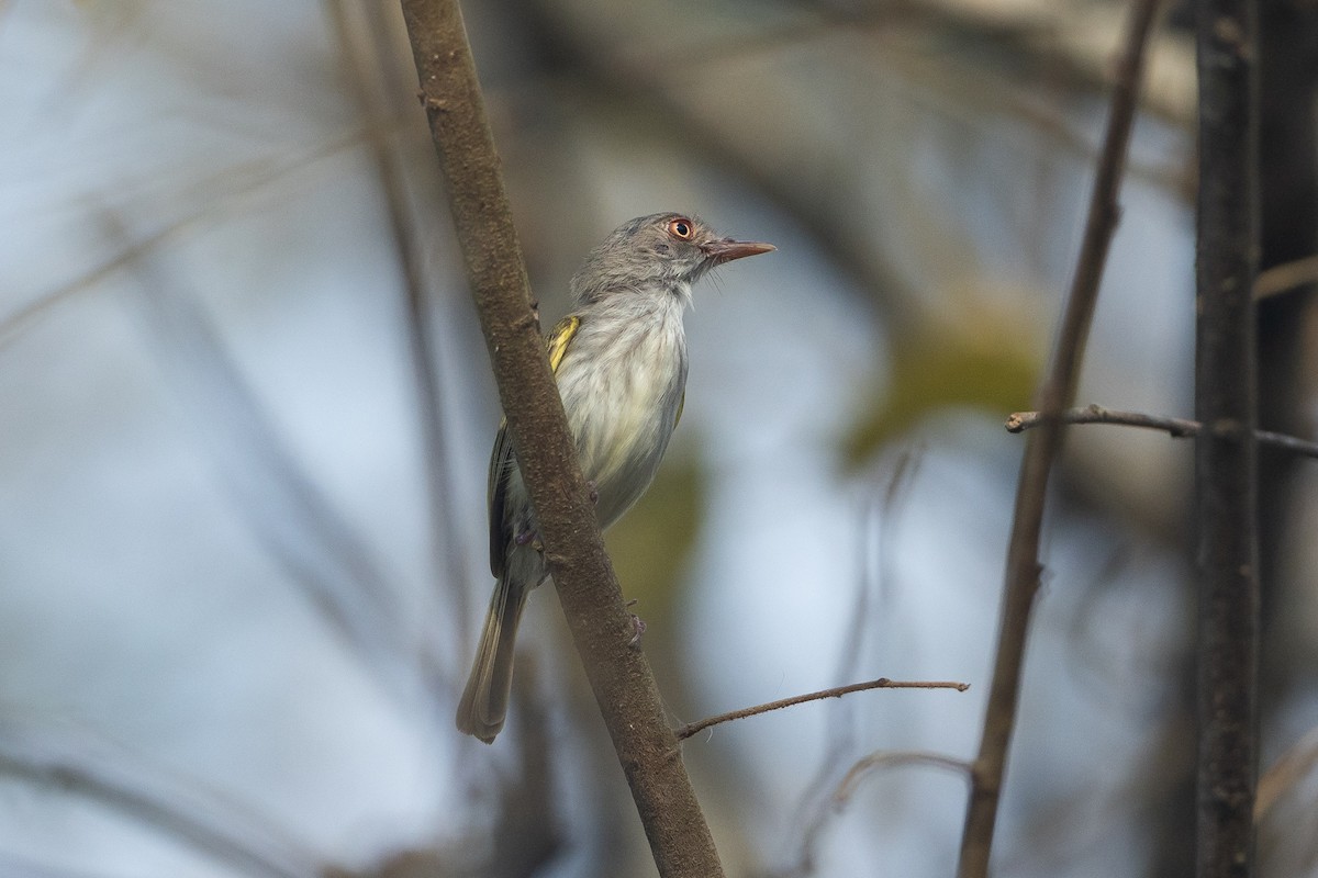ギンバラコビトドリモドキ - ML645946160