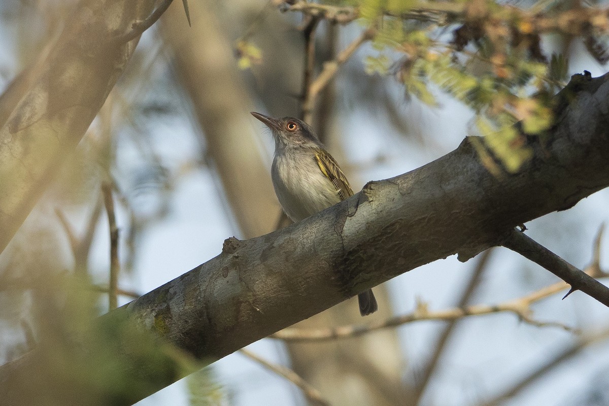 ギンバラコビトドリモドキ - ML645946161