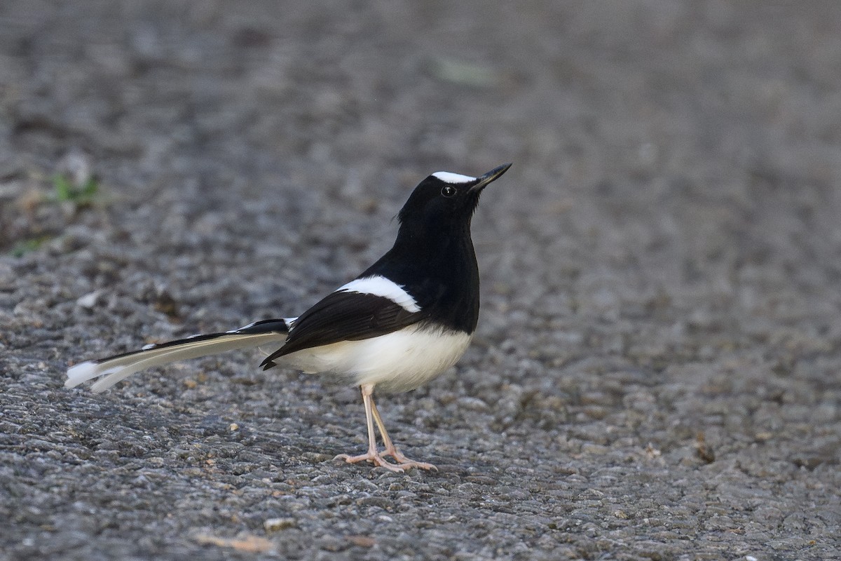 White-crowned Forktail (Northern) - ML645946164