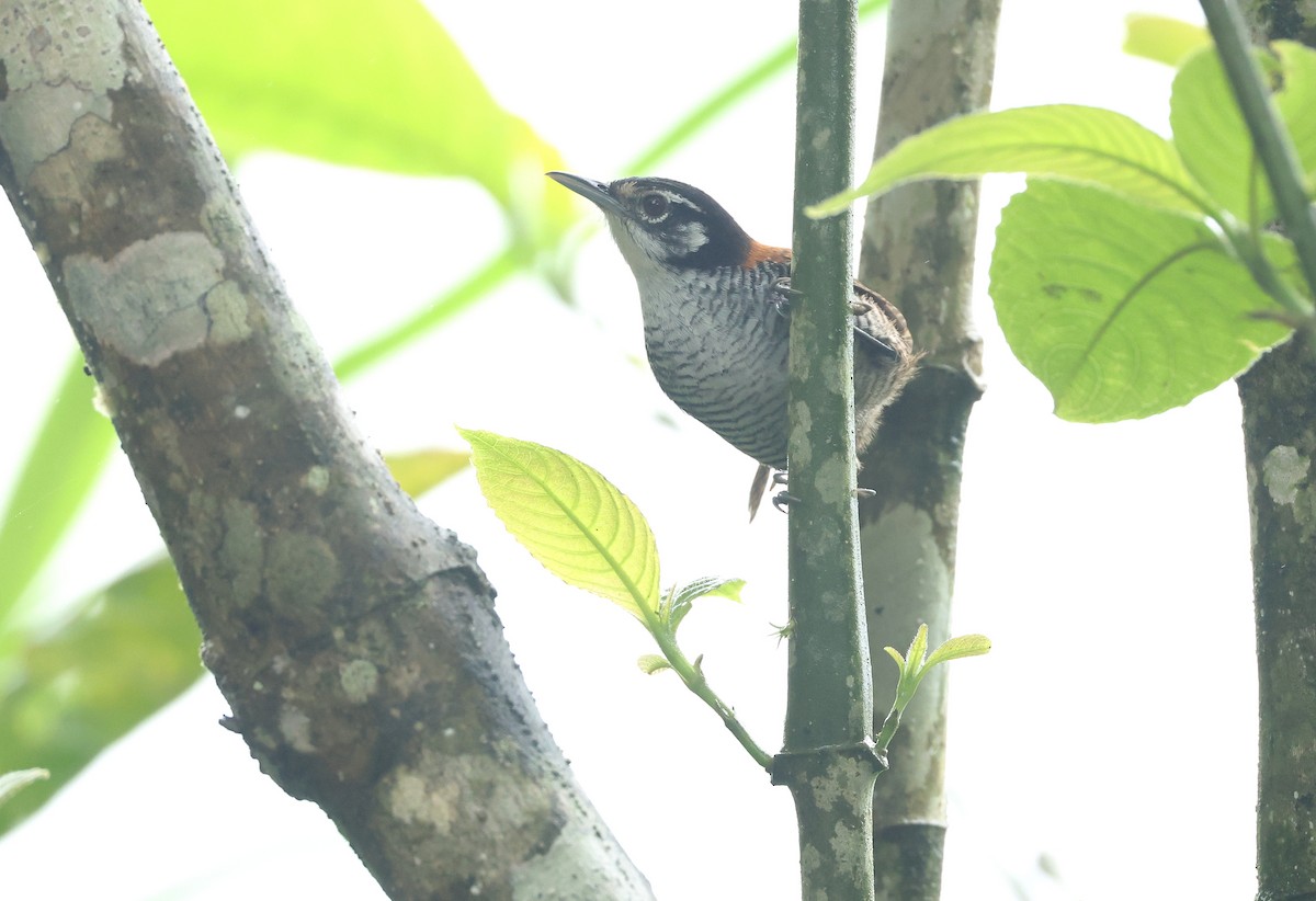 Bay Wren - ML645946175