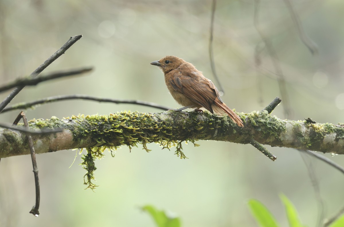 White-lined Tanager - ML645946179