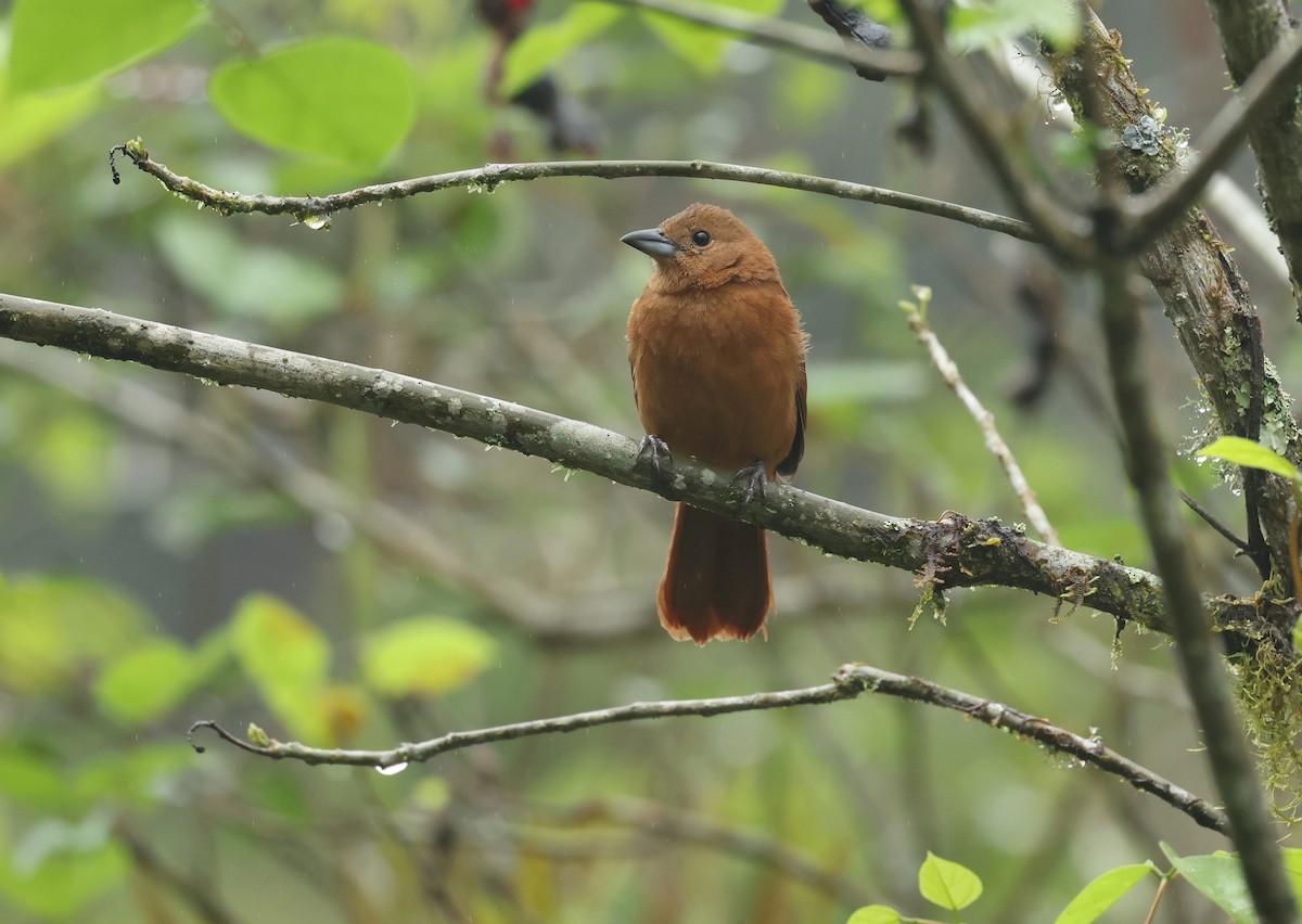 White-lined Tanager - ML645946180