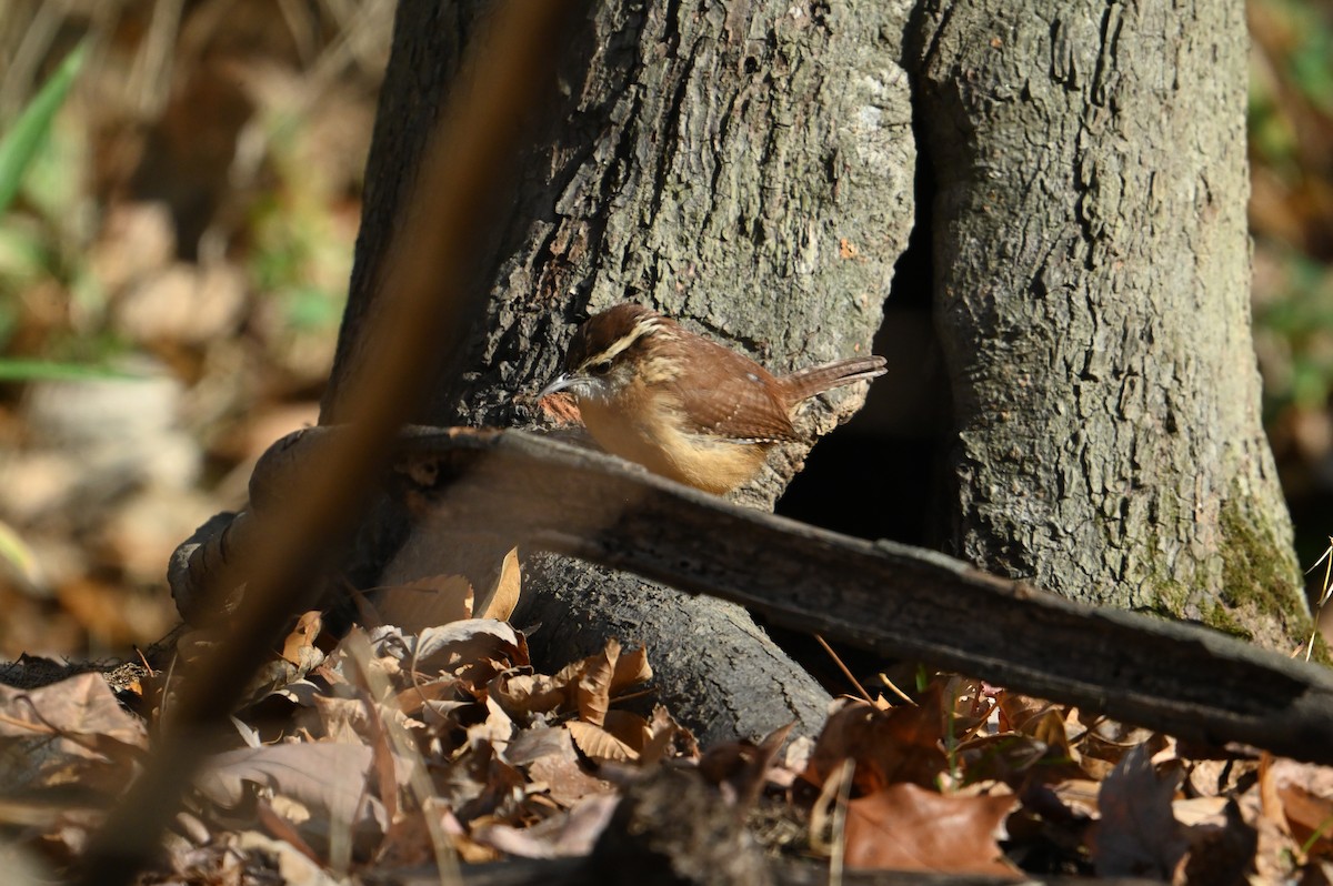 Carolina Wren - ML645946184