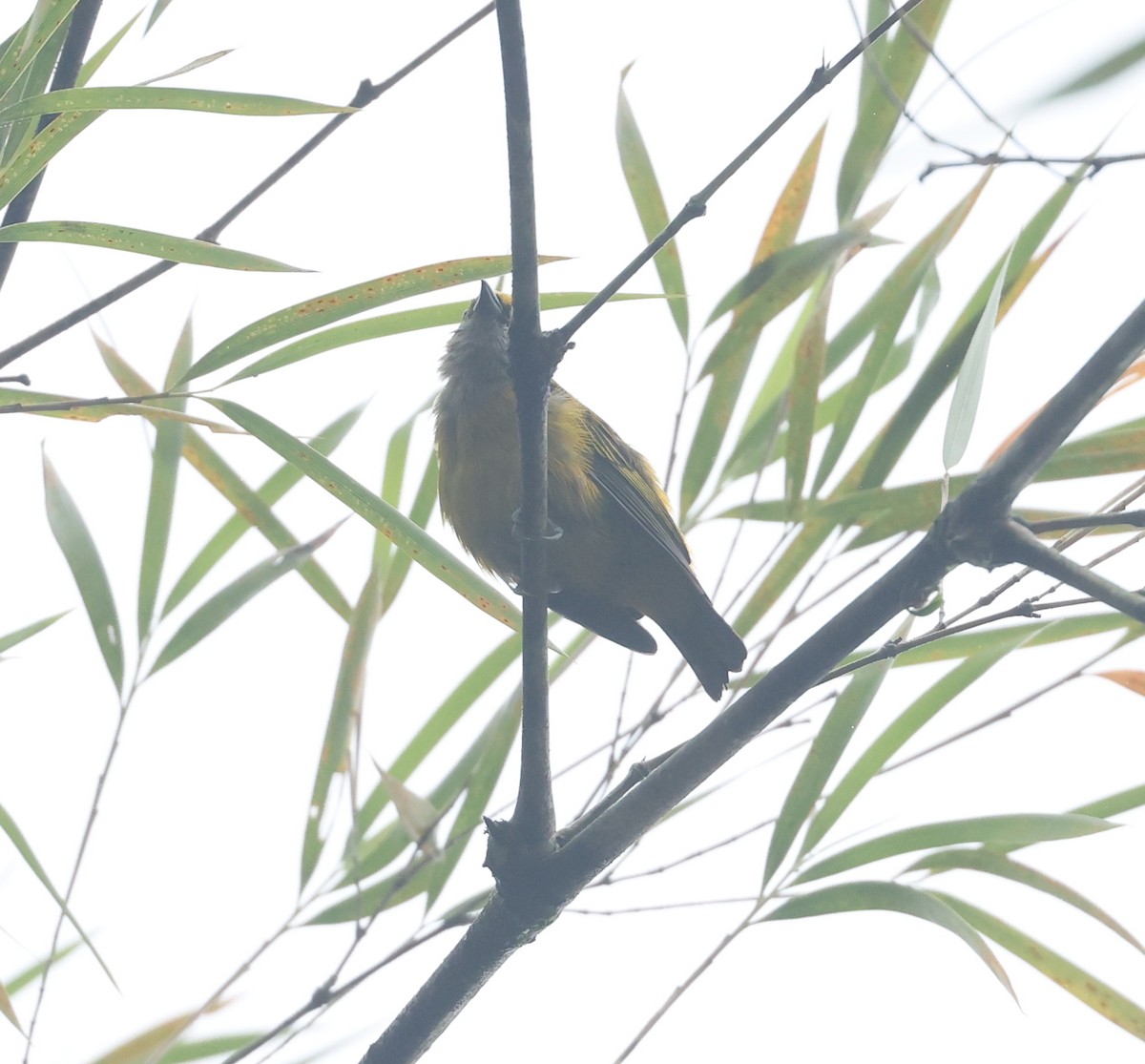 Silver-throated Tanager - ML645946185