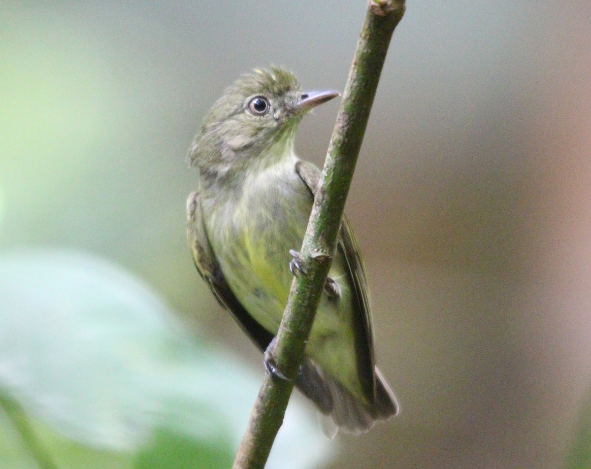 Dwarf Tyrant-Manakin - ML645946186