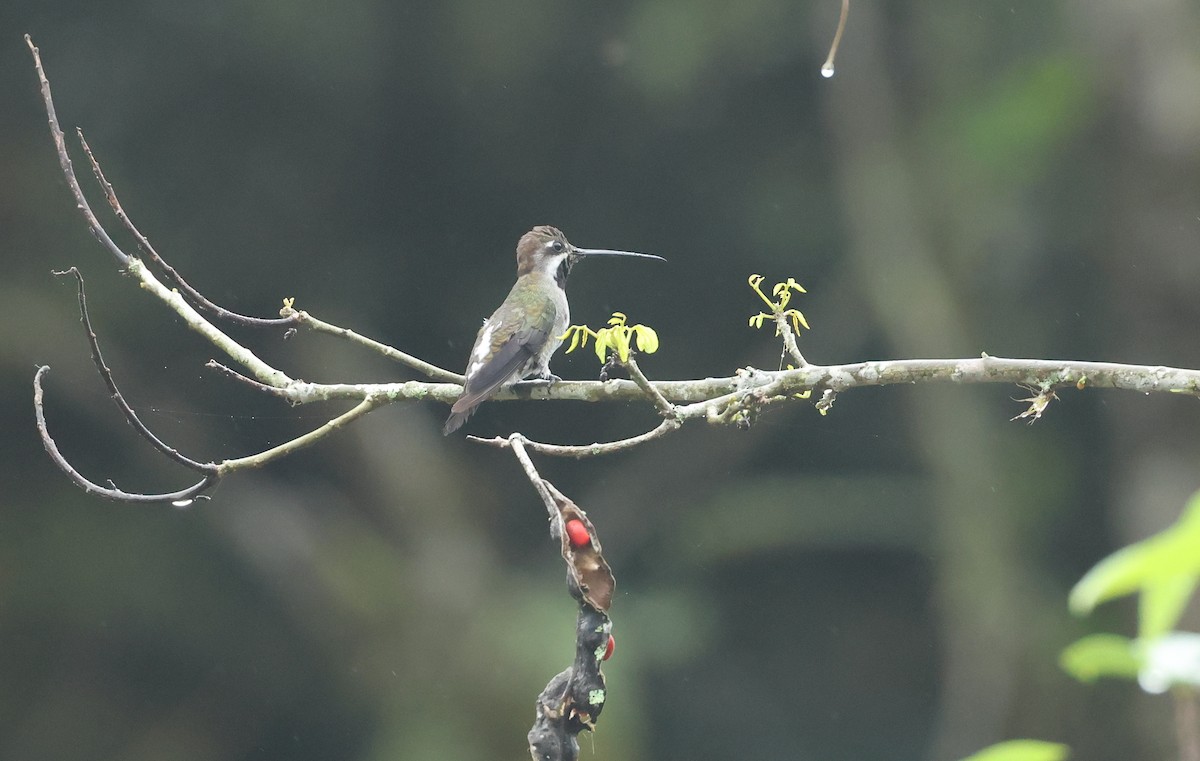 Long-billed Starthroat - ML645946189