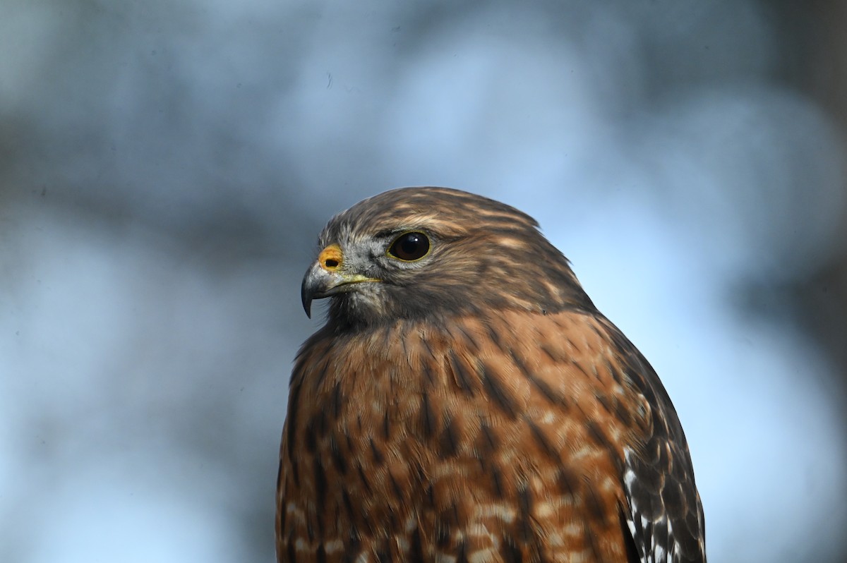 Red-shouldered Hawk - ML645946192