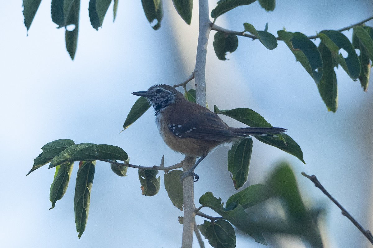 Rusty-backed Antwren - ML645946197