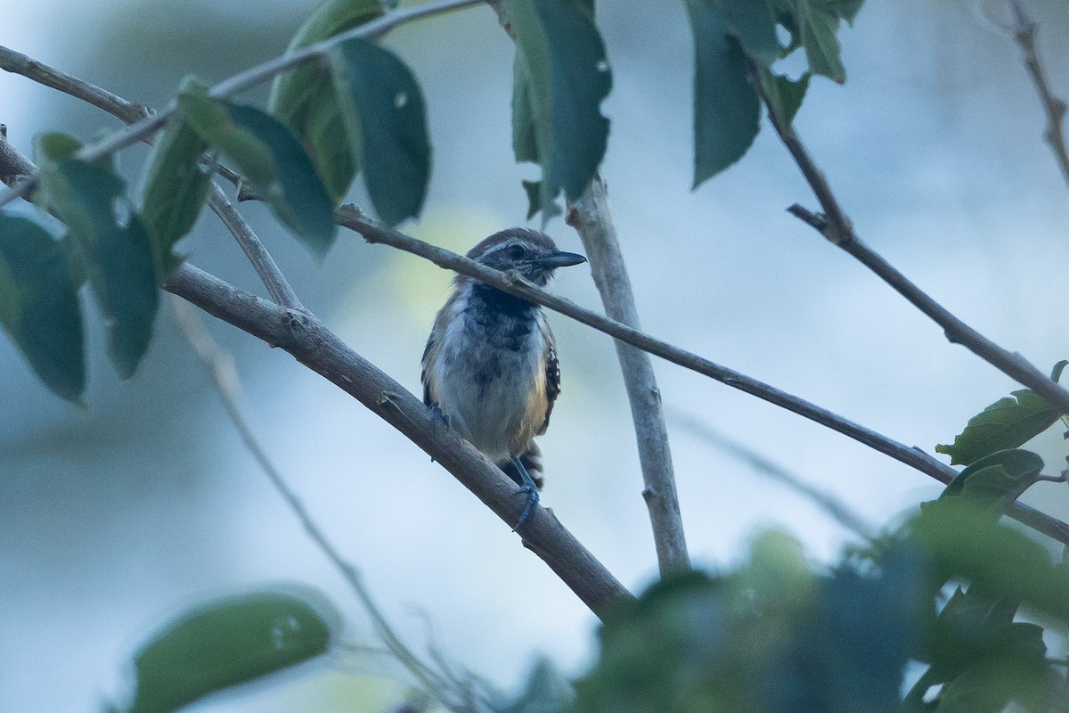 Rusty-backed Antwren - ML645946198