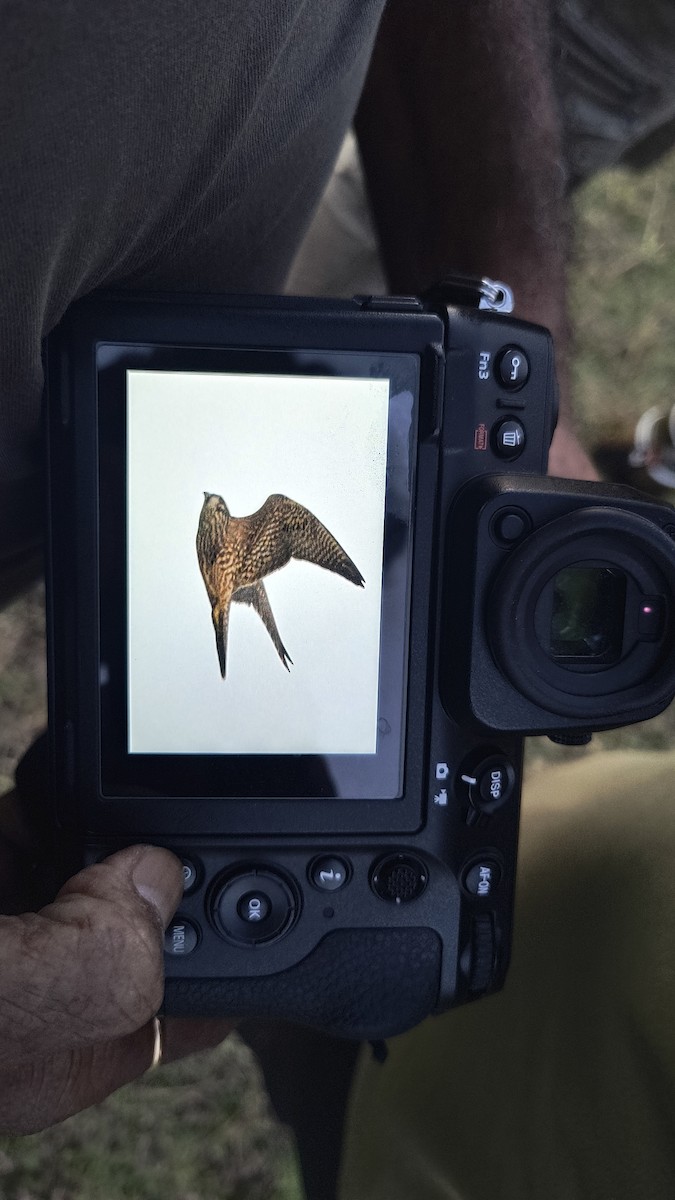 遊隼 - ML645946200