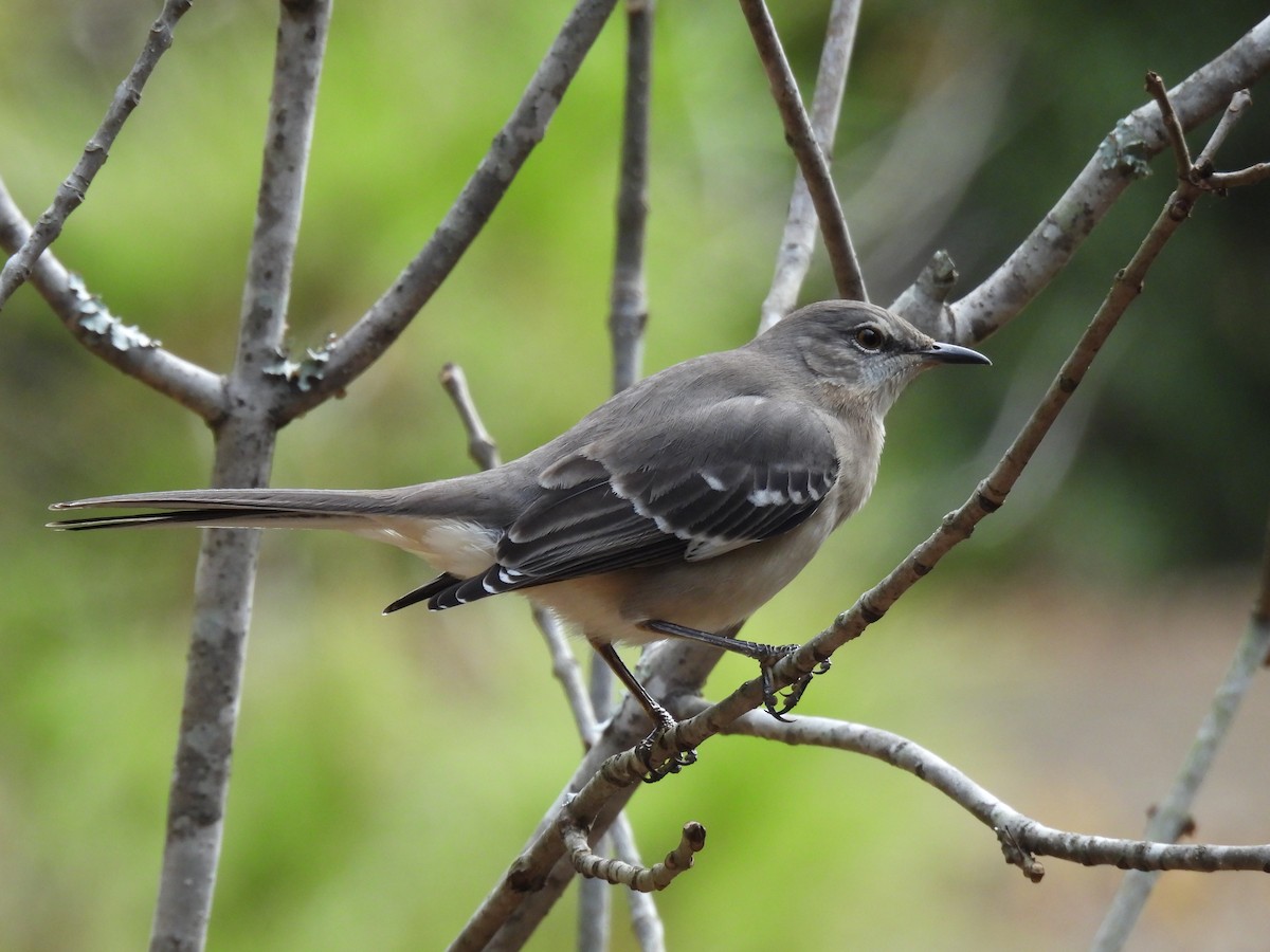 drozdec mnohohlasý - ML645946201