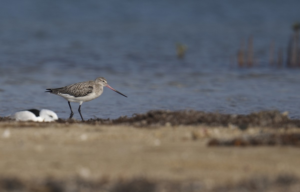 斑尾鷸 - ML645946202