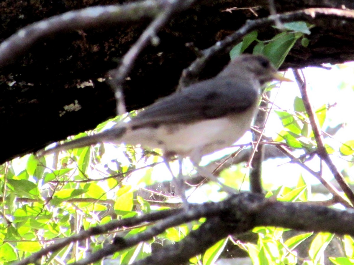 Creamy-bellied Thrush - ML645946203
