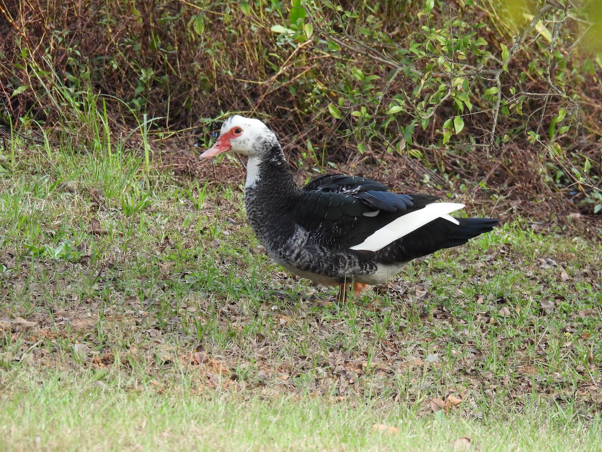 番鴨(馴化)(薑母鴨) - ML645946204