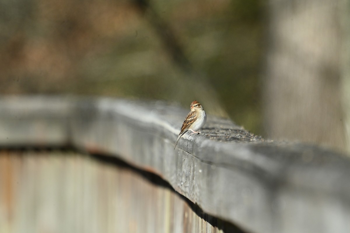 Chipping Sparrow - ML645946205