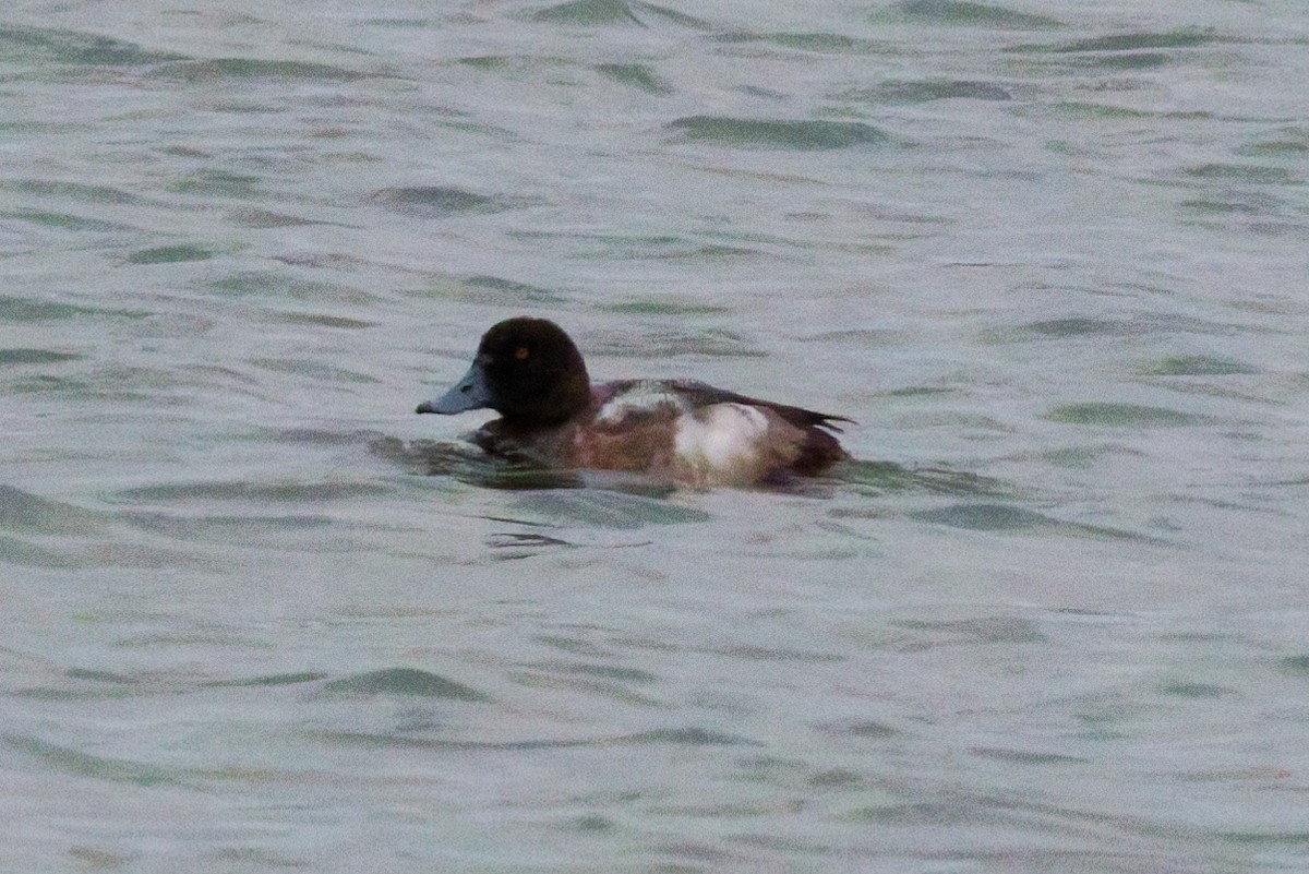 斑背潛鴨 - ML645946206