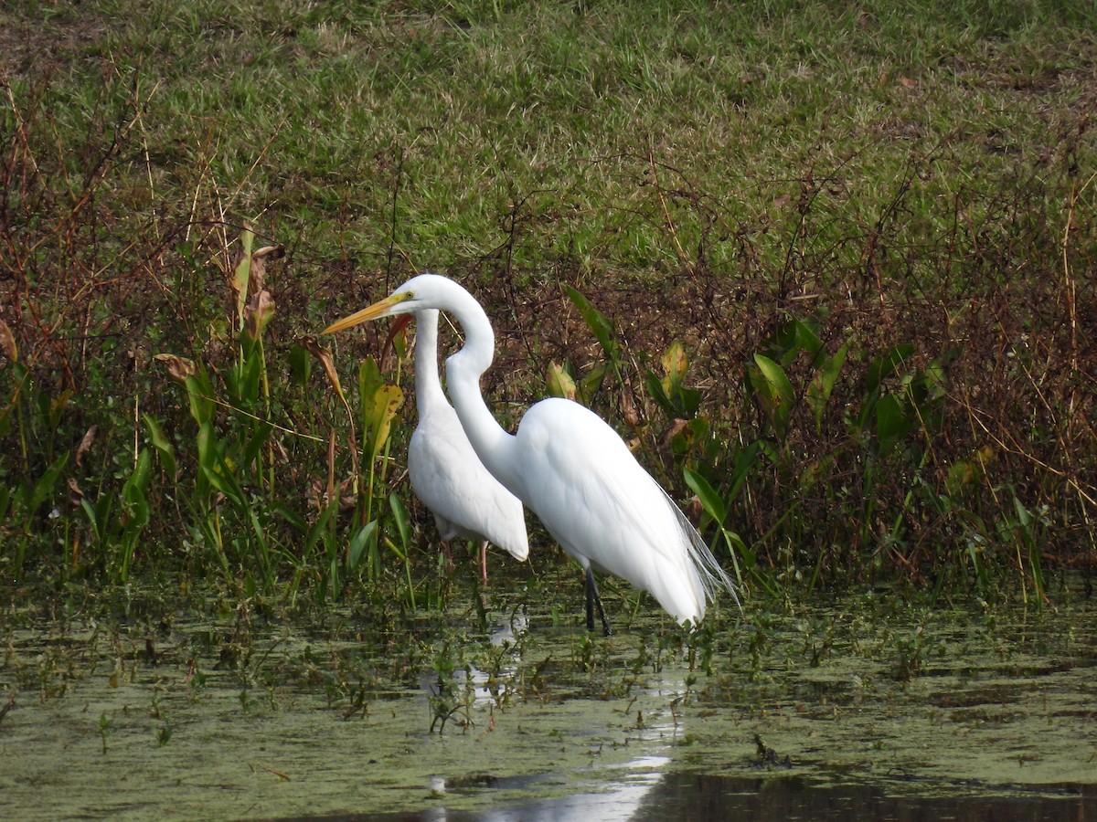 大白鷺 - ML645946207