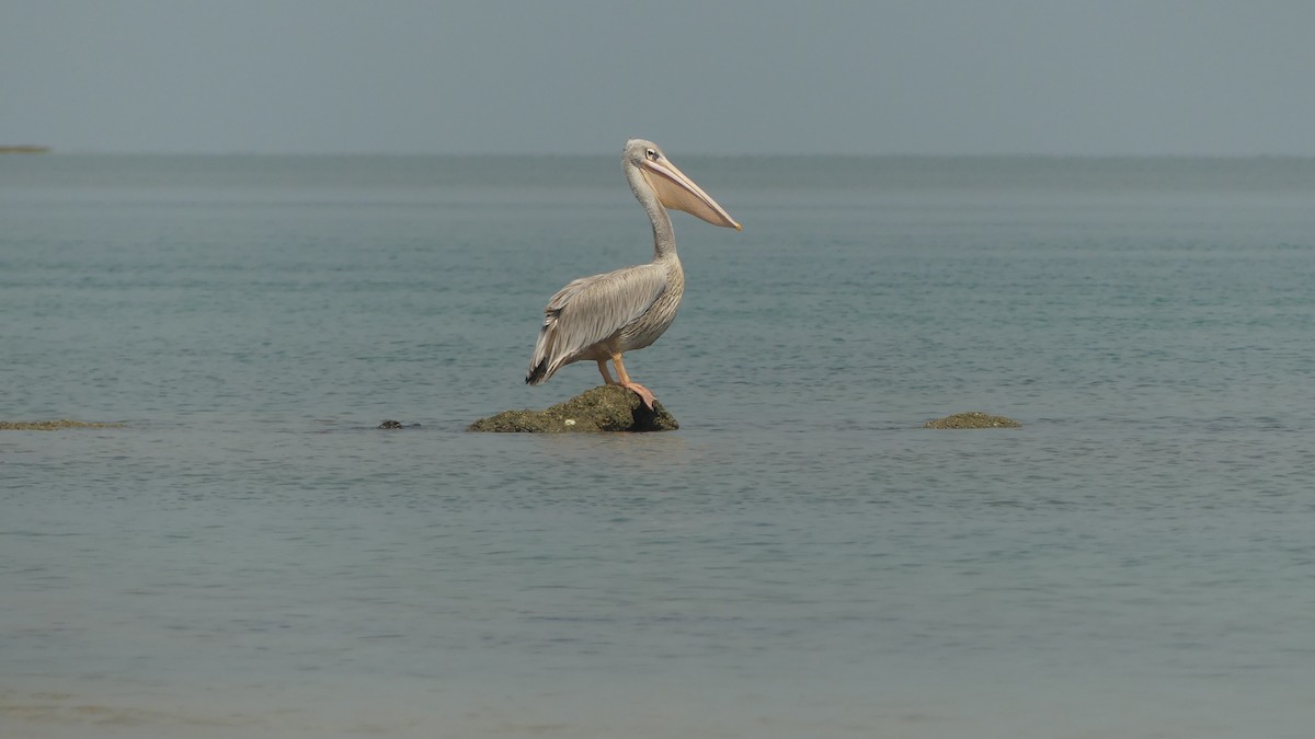 Pink-backed Pelican - ML645946208