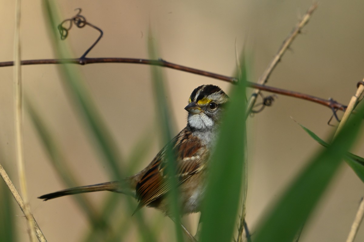 White-throated Sparrow - ML645946209