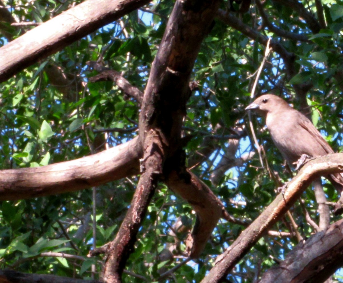 Shiny Cowbird - ML645946211