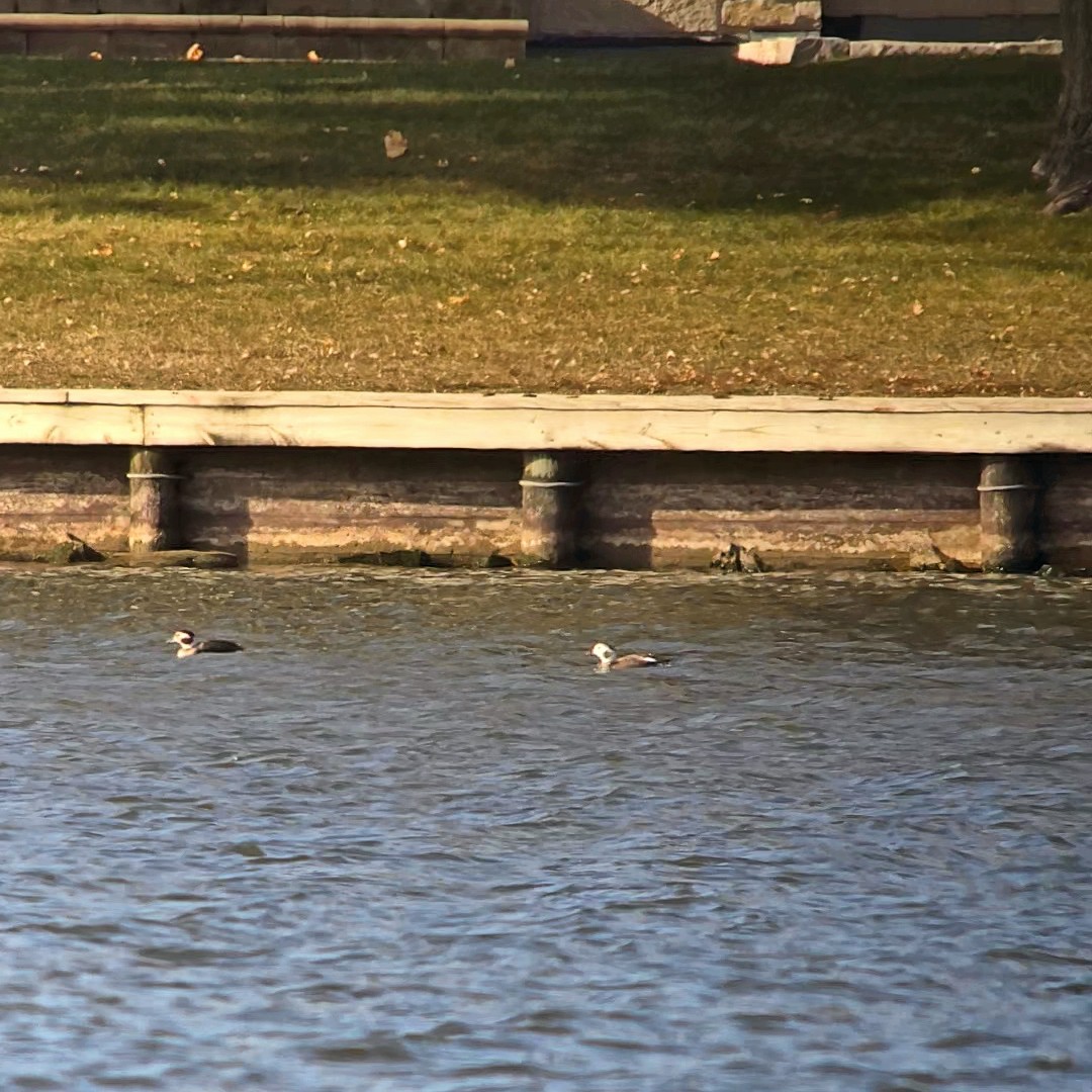 長尾鴨 - ML645946212