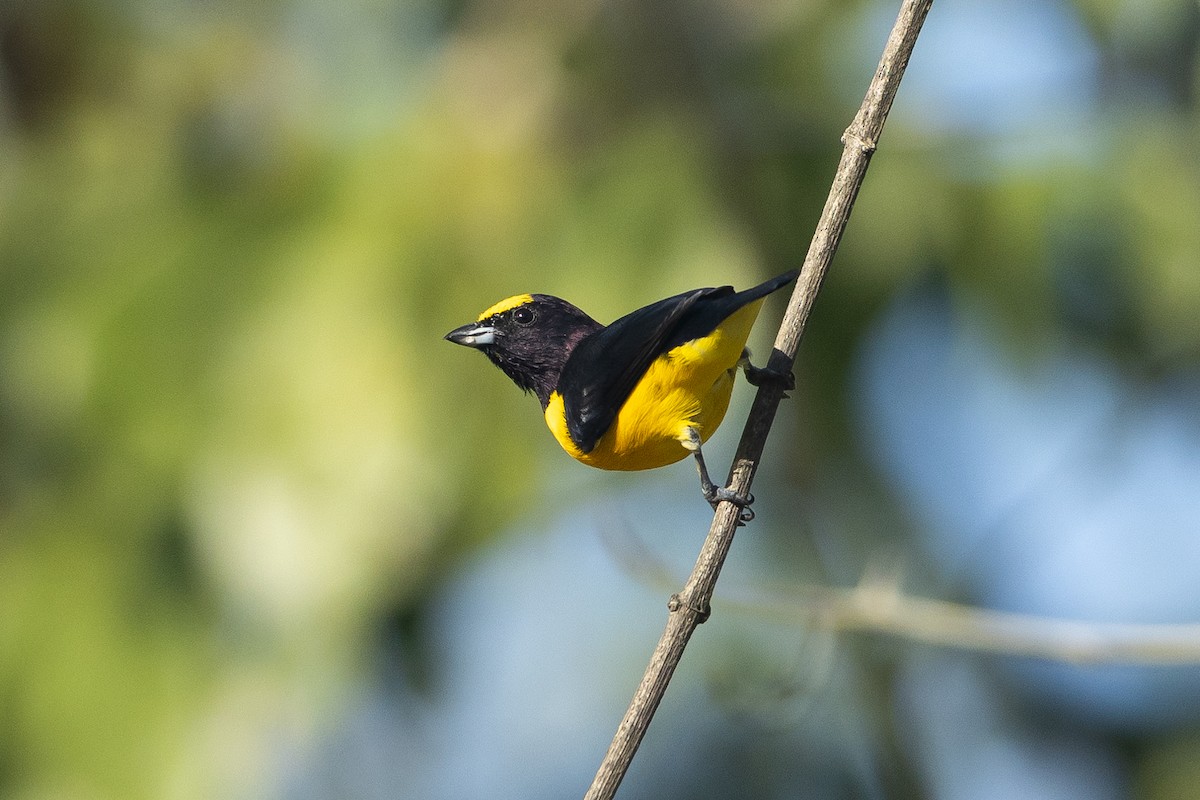 Purple-throated Euphonia - ML645946213