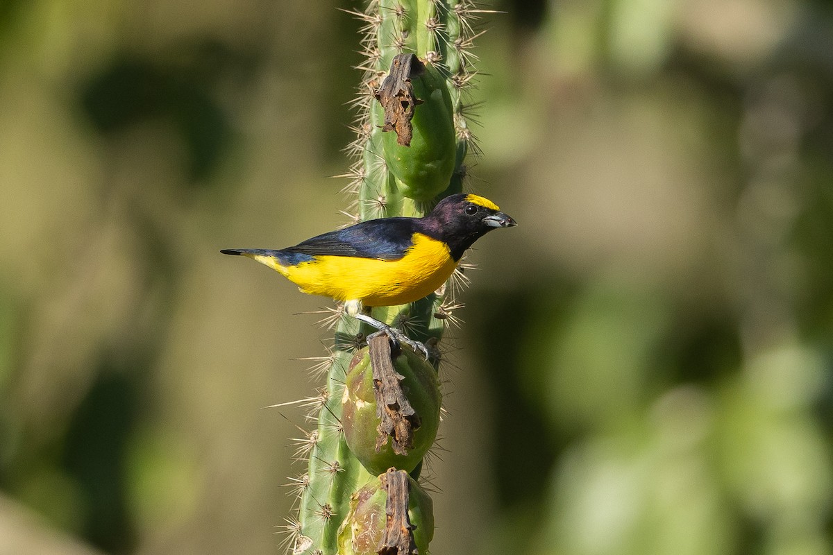 Purple-throated Euphonia - ML645946214