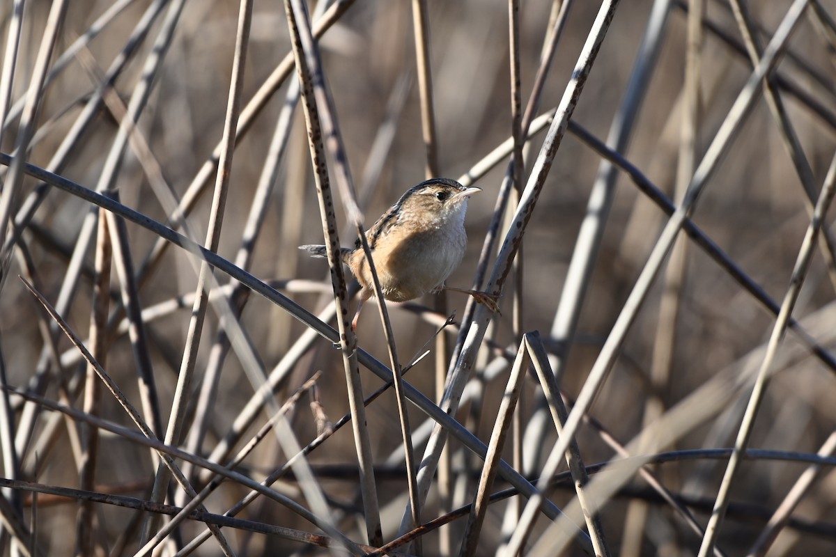 Sedge Wren - ML645946215