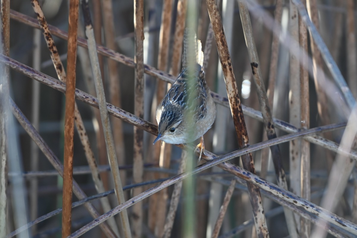 Sedge Wren - ML645946216