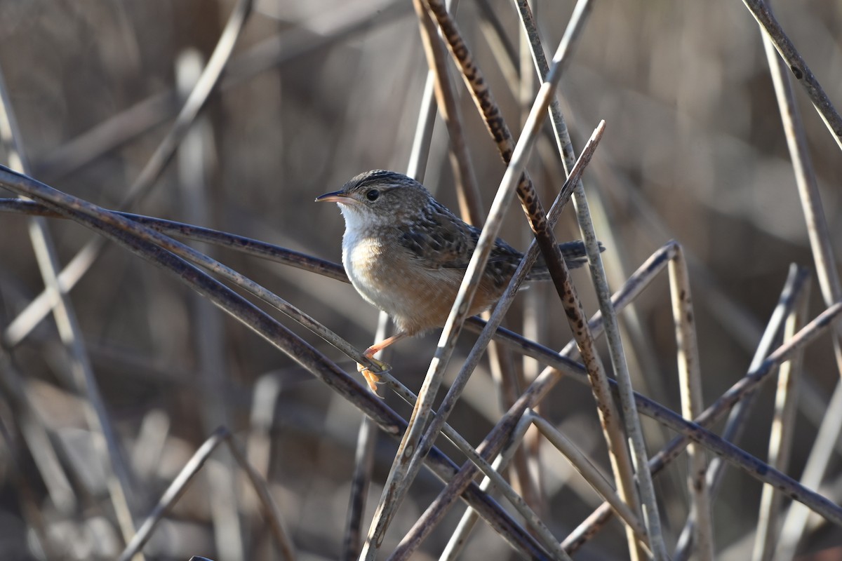 Sedge Wren - ML645946217